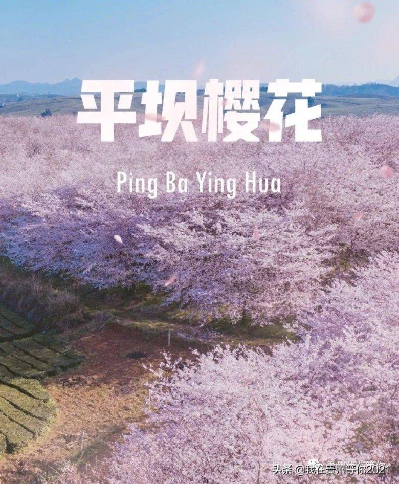 这回不是别人家的飞机！乘坐海南航空真的可以带狗了！